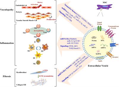 Potential angiogenic, immunomodulatory, and antifibrotic effects of mesenchymal stem cell-derived extracellular vesicles in systemic sclerosis